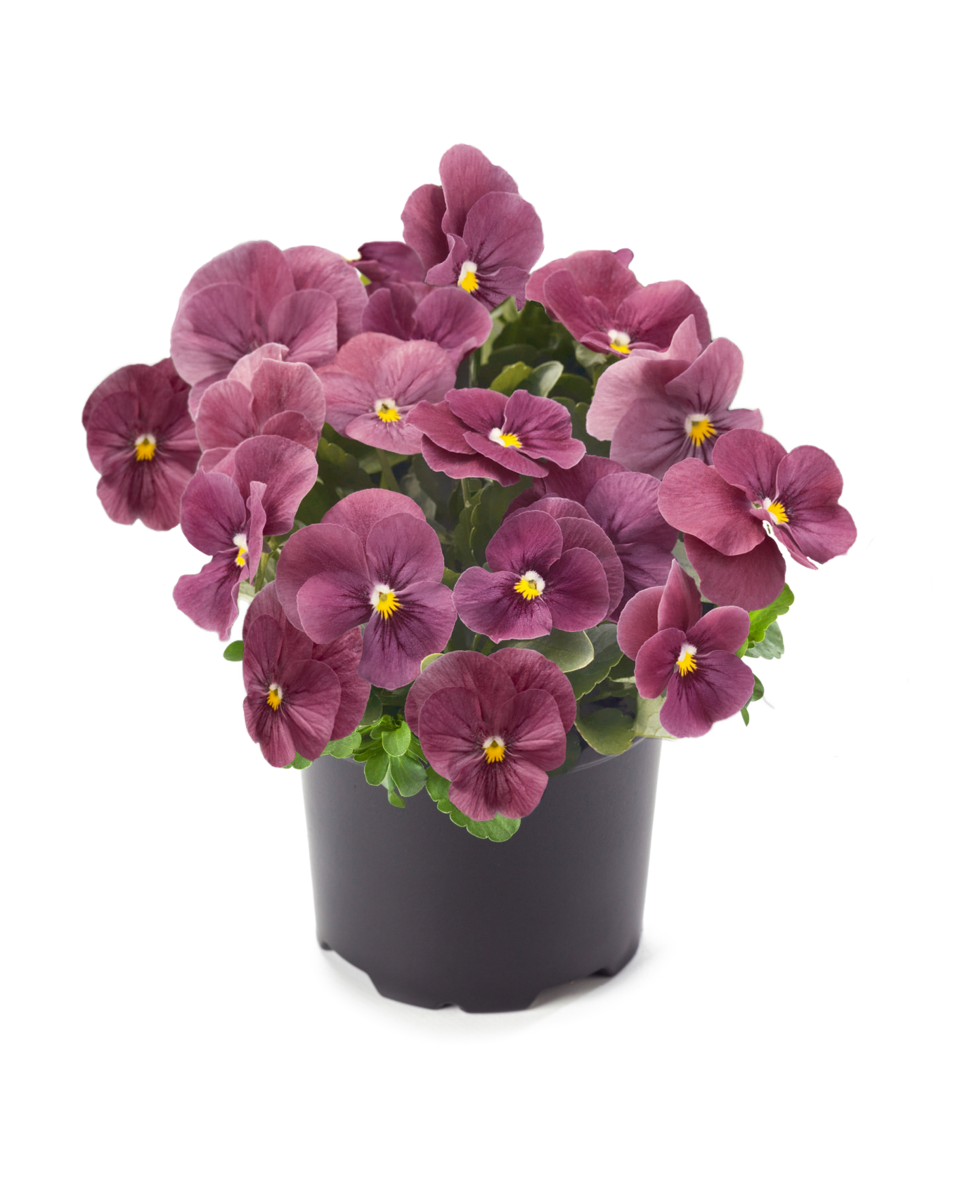 orchid-1412247619.webp