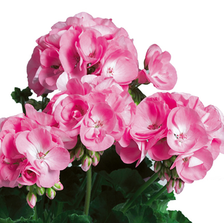 pac-r-candy-pink-575978912.webp