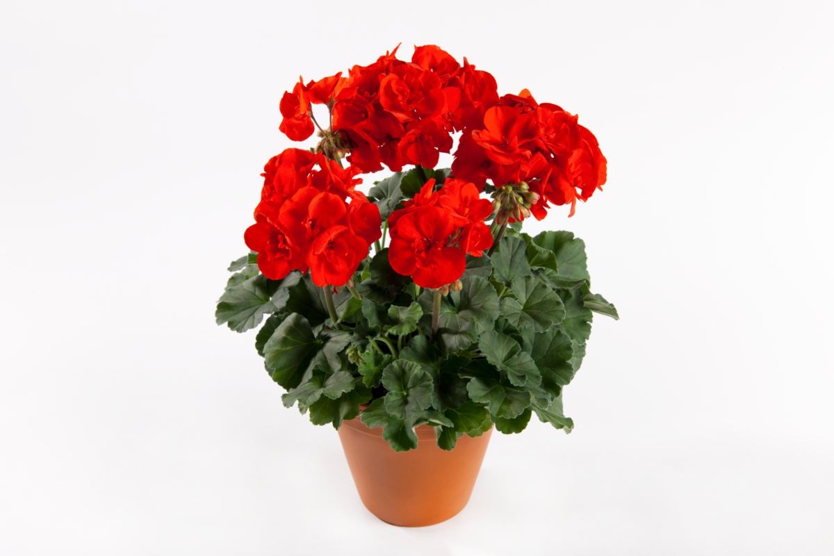 pac-r-julia-1036711684.webp