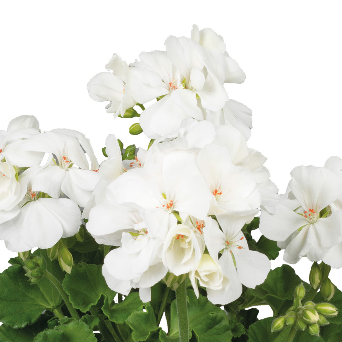 pac-r-white-ice-828657480.webp