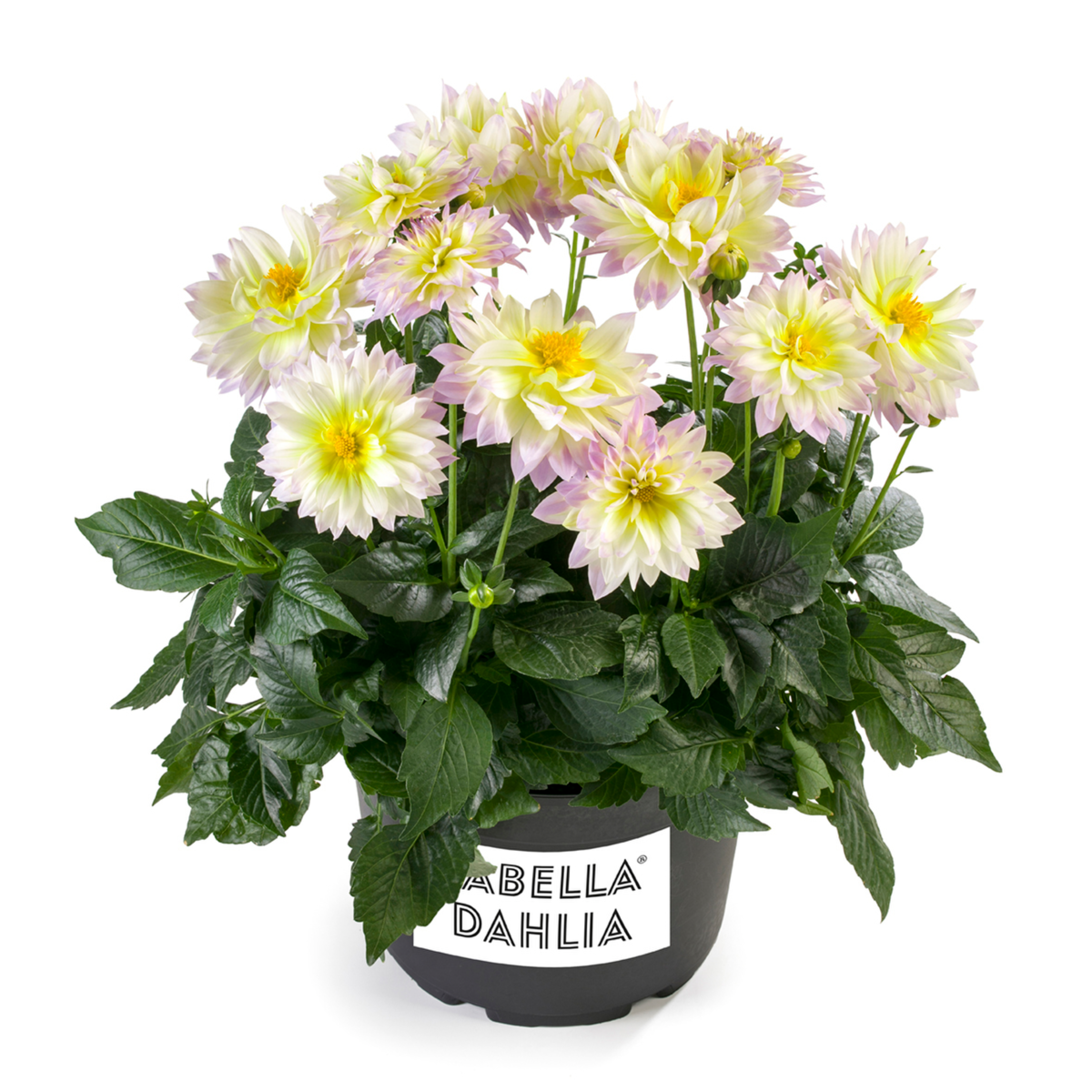 pastel-2522494034.webp