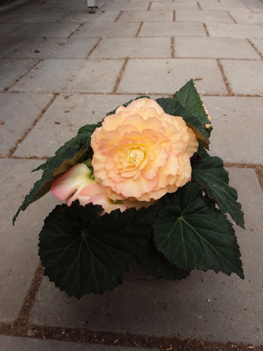 peach-shades-3425702733.webp