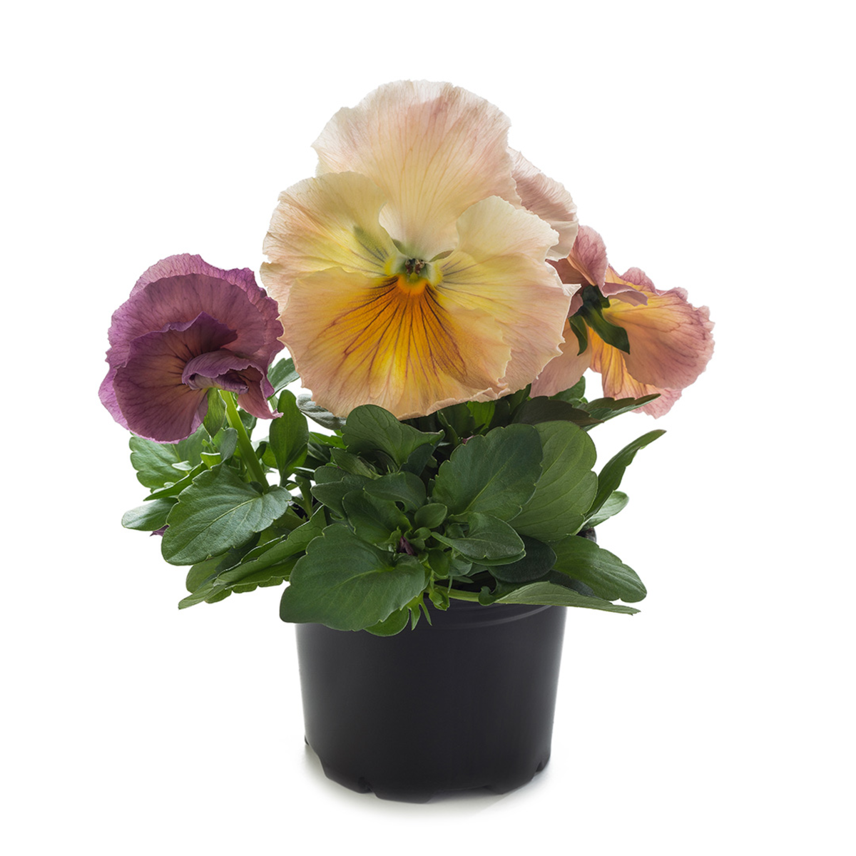peach-shades-937700453.webp