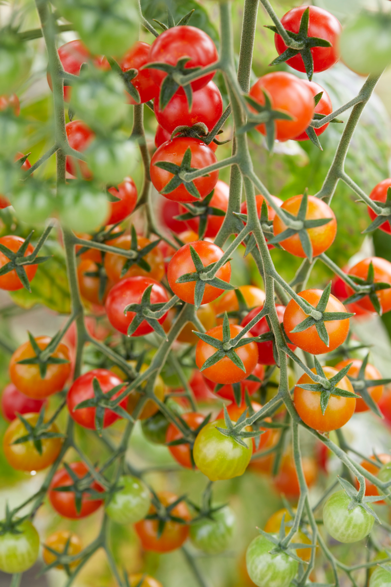 perlino-f1-3864118299.webp