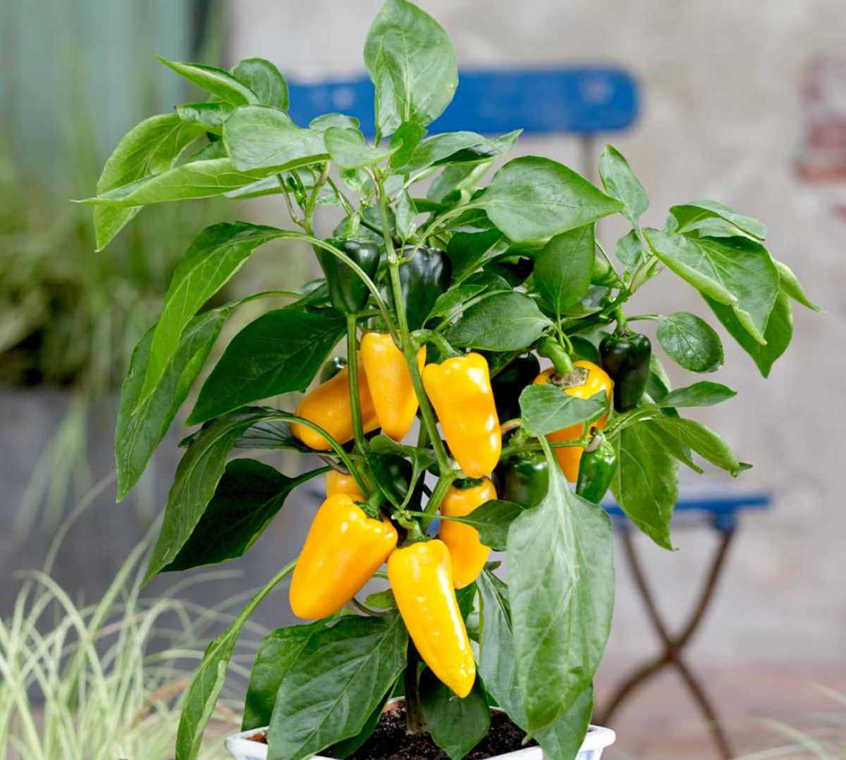pillar-peppers-galaxy-yellow-4091803787.webp