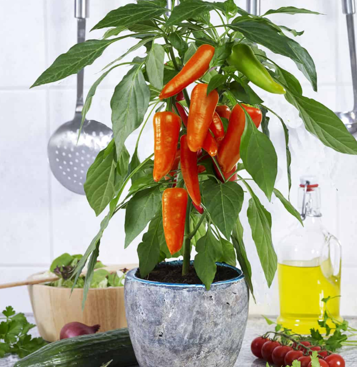 pillar-peppers-mimi-orange-1143262927.webp