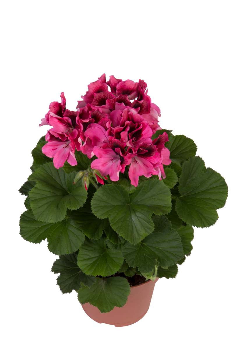 pink-1128171063.webp