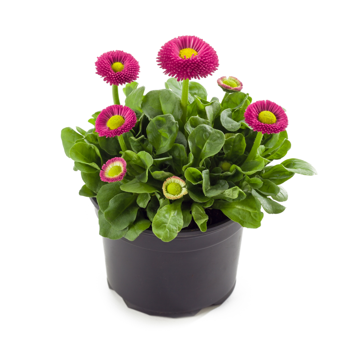 pink-1657260730.webp