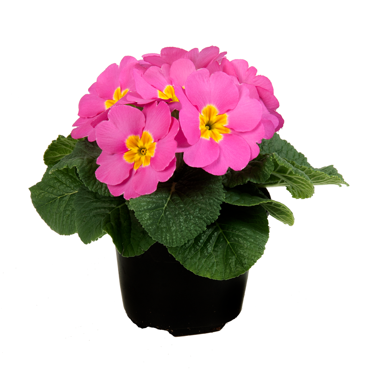 pink-1739052071.webp