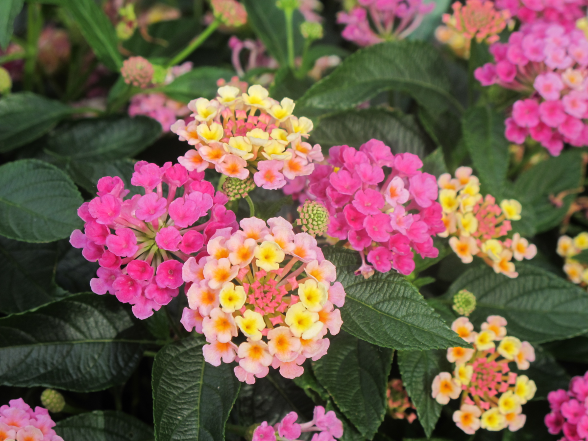pink-2012982910.webp