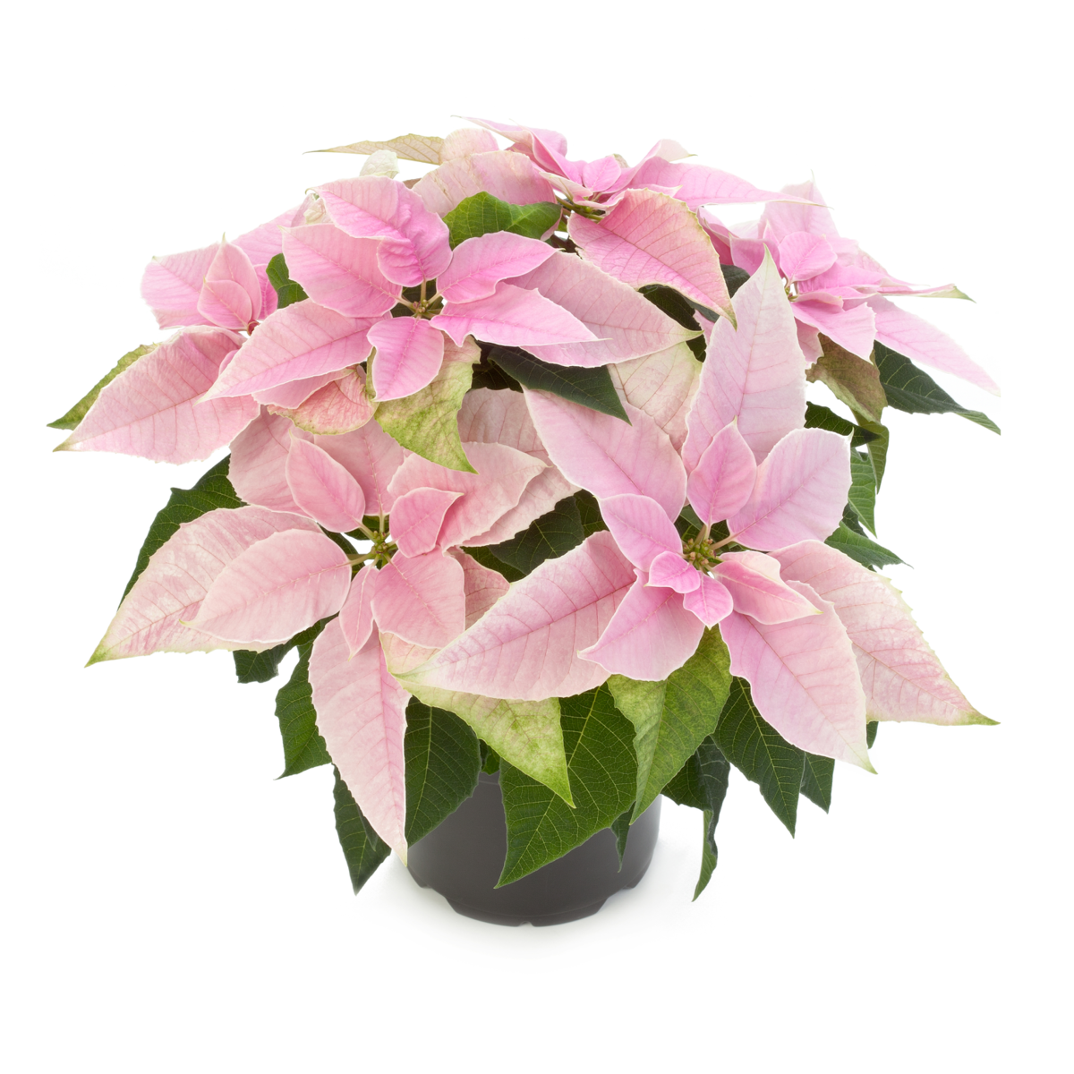 pink-21561629.webp
