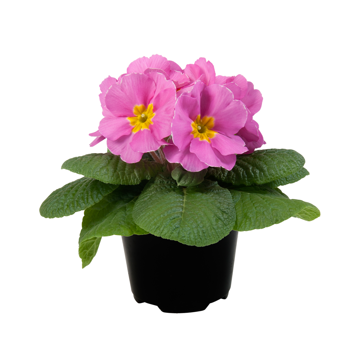 pink-2265073055.webp