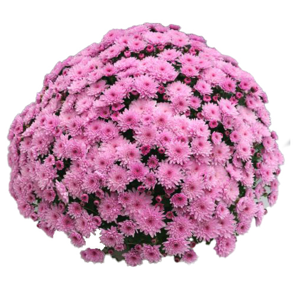pink-2637448796.webp