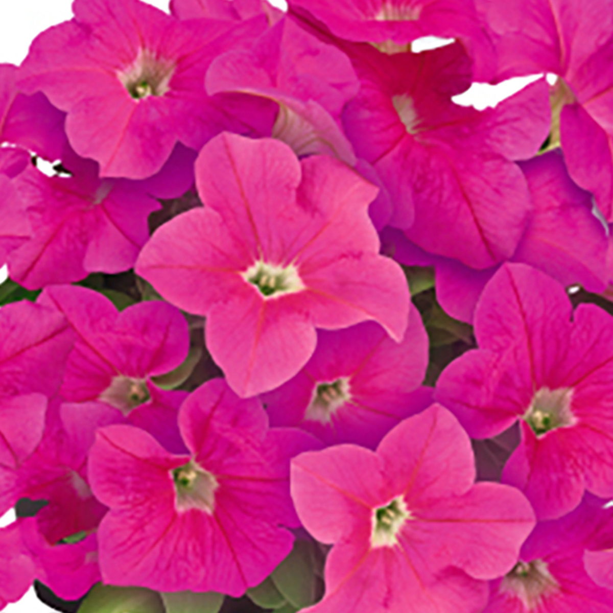pink-2719972147.webp