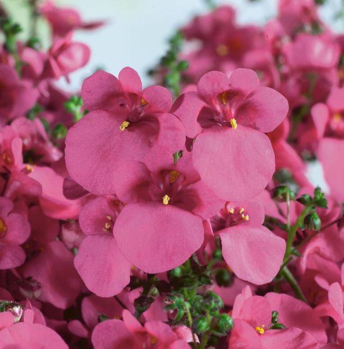 pink-2744924077.webp