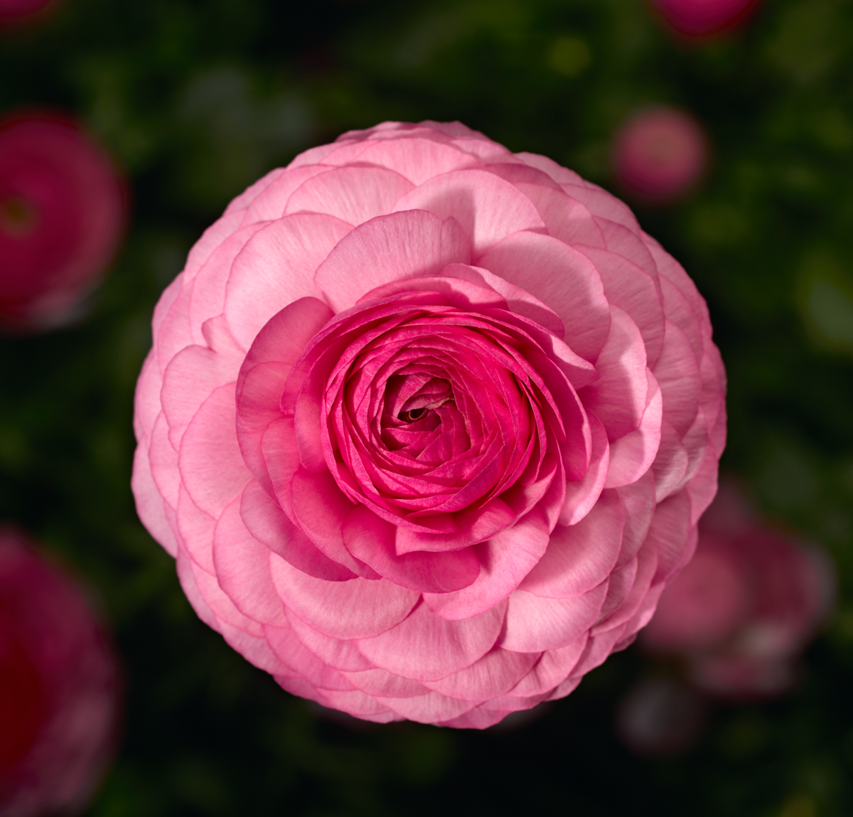pink-3131886199.webp