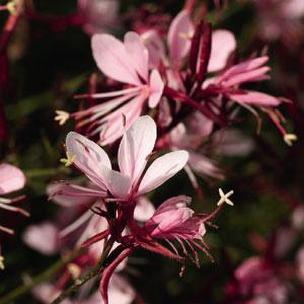pink-371514928.webp