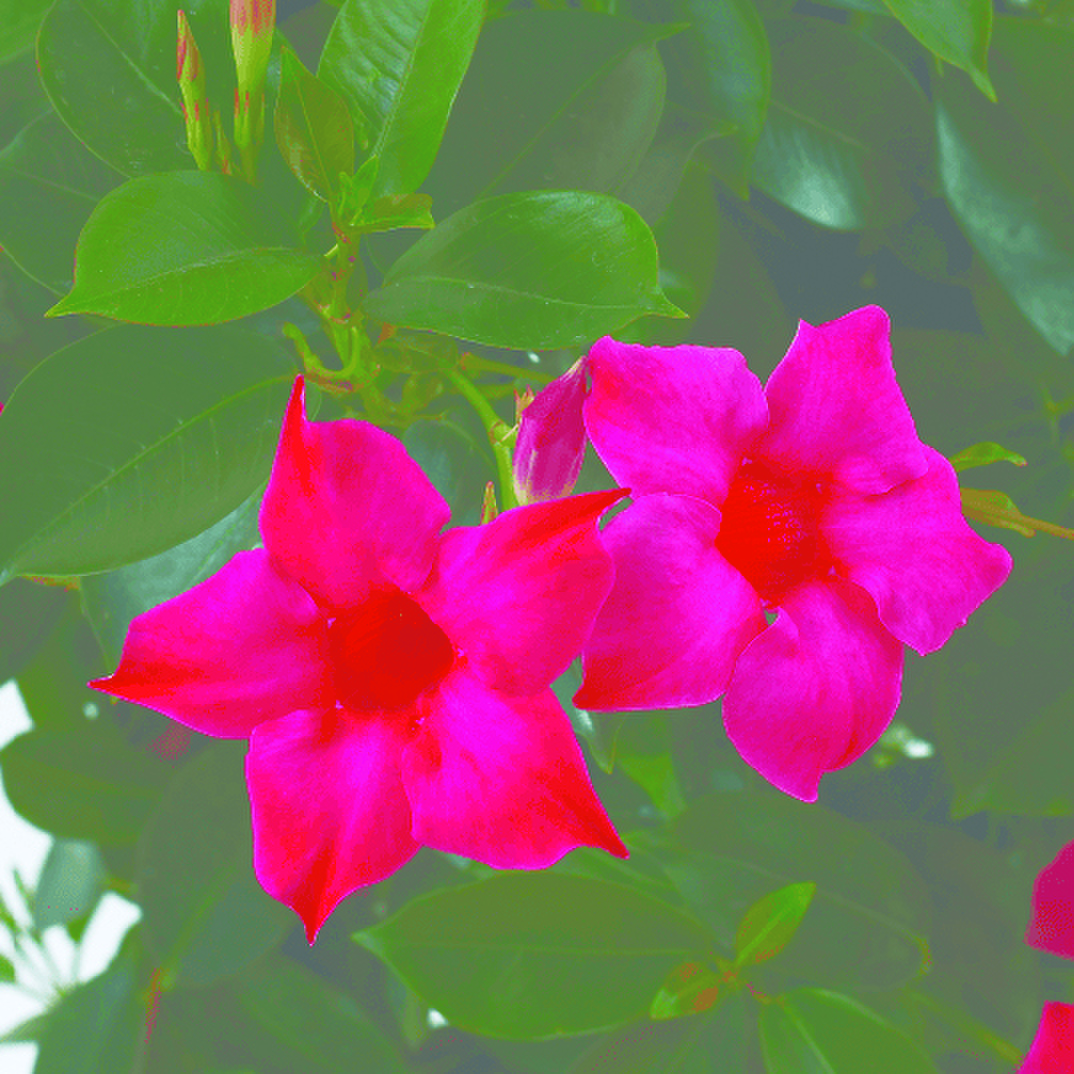 pink-3725896649.webp