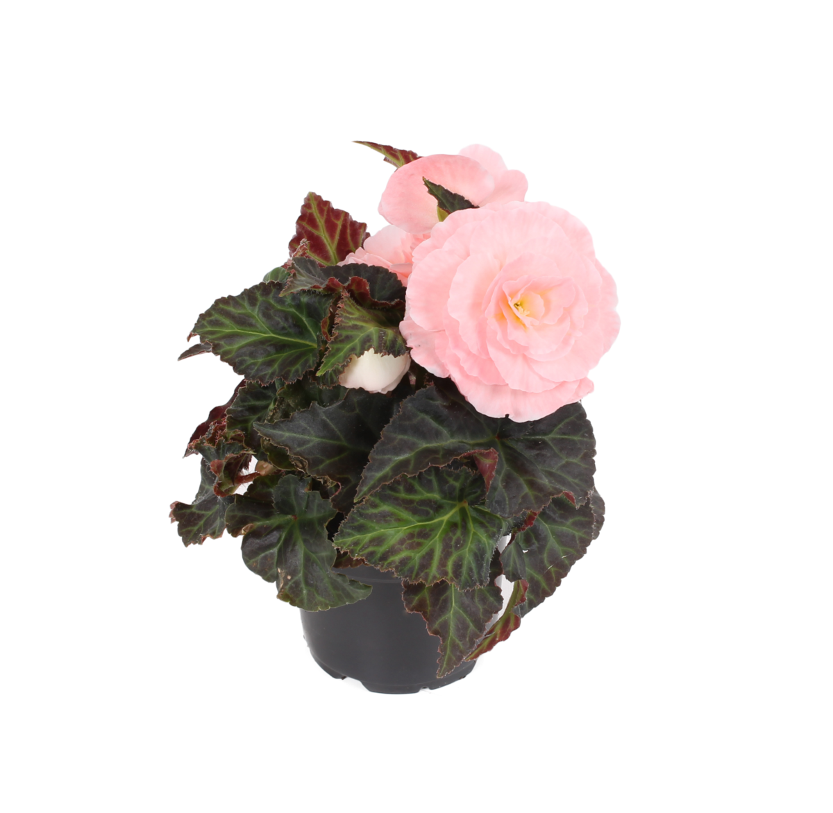 pink-3942283213.webp