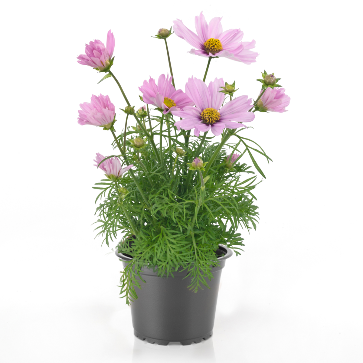 pink-4232217891.webp