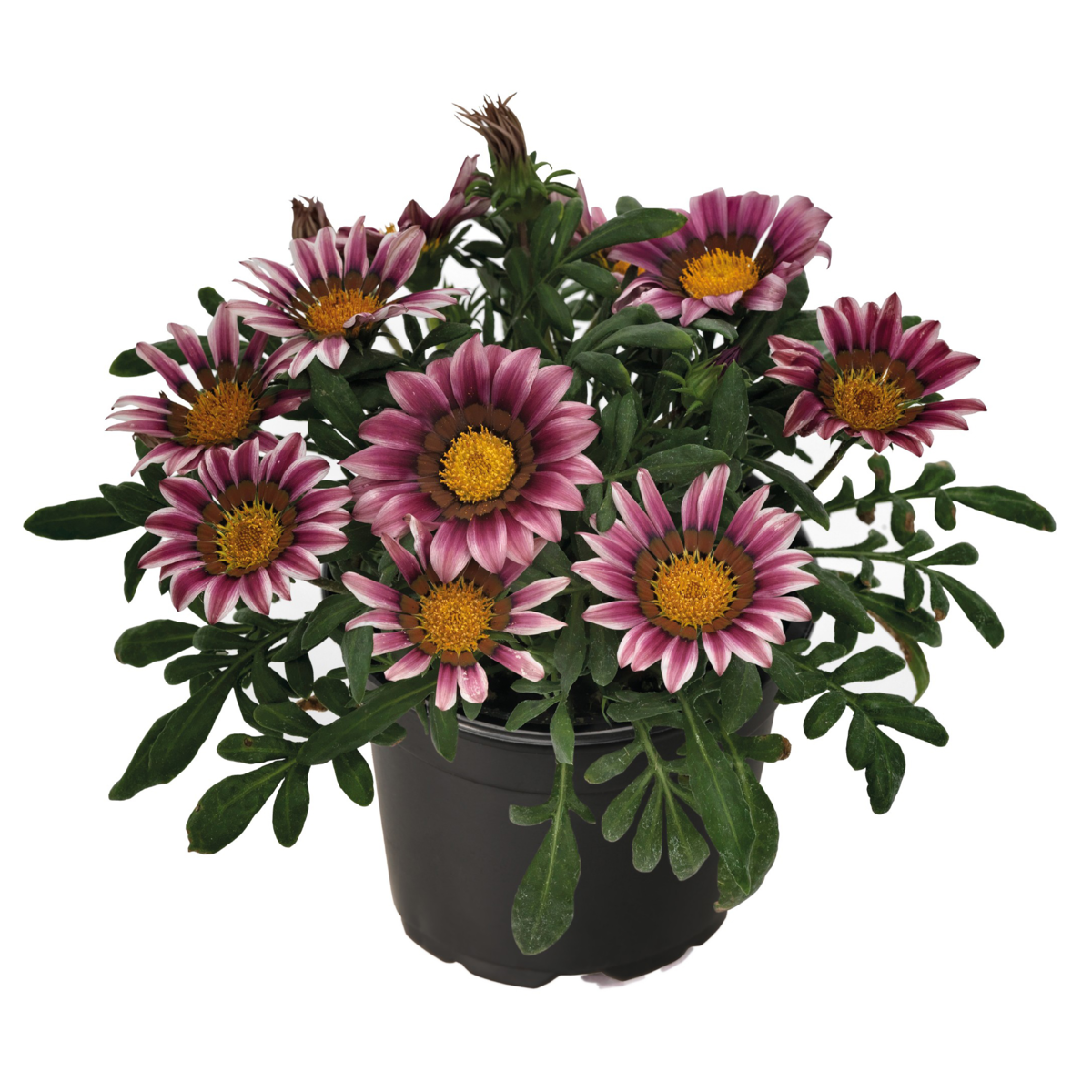 pink-525202377.webp