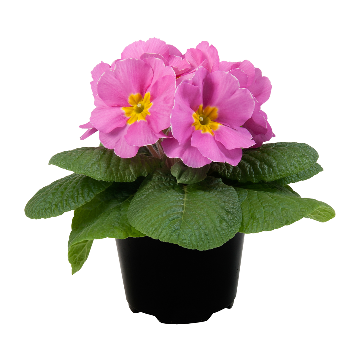 pink-994820300.webp