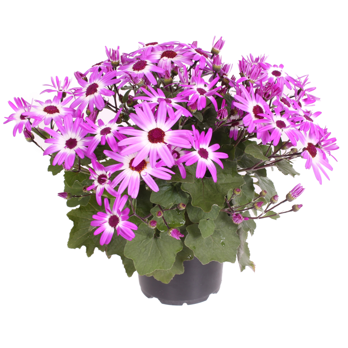 pink-bicolor-1766629509.webp