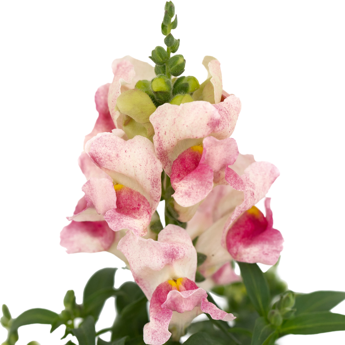 pink-bicolor-2117263220.webp