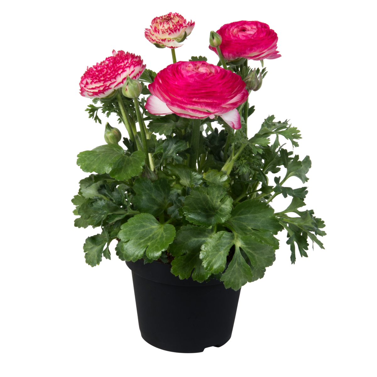 pink-bicolor-2821179932.webp