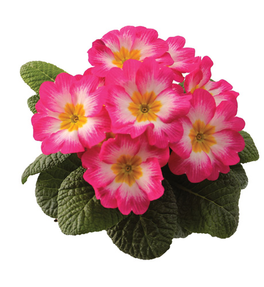pink-flame-1036010650.webp
