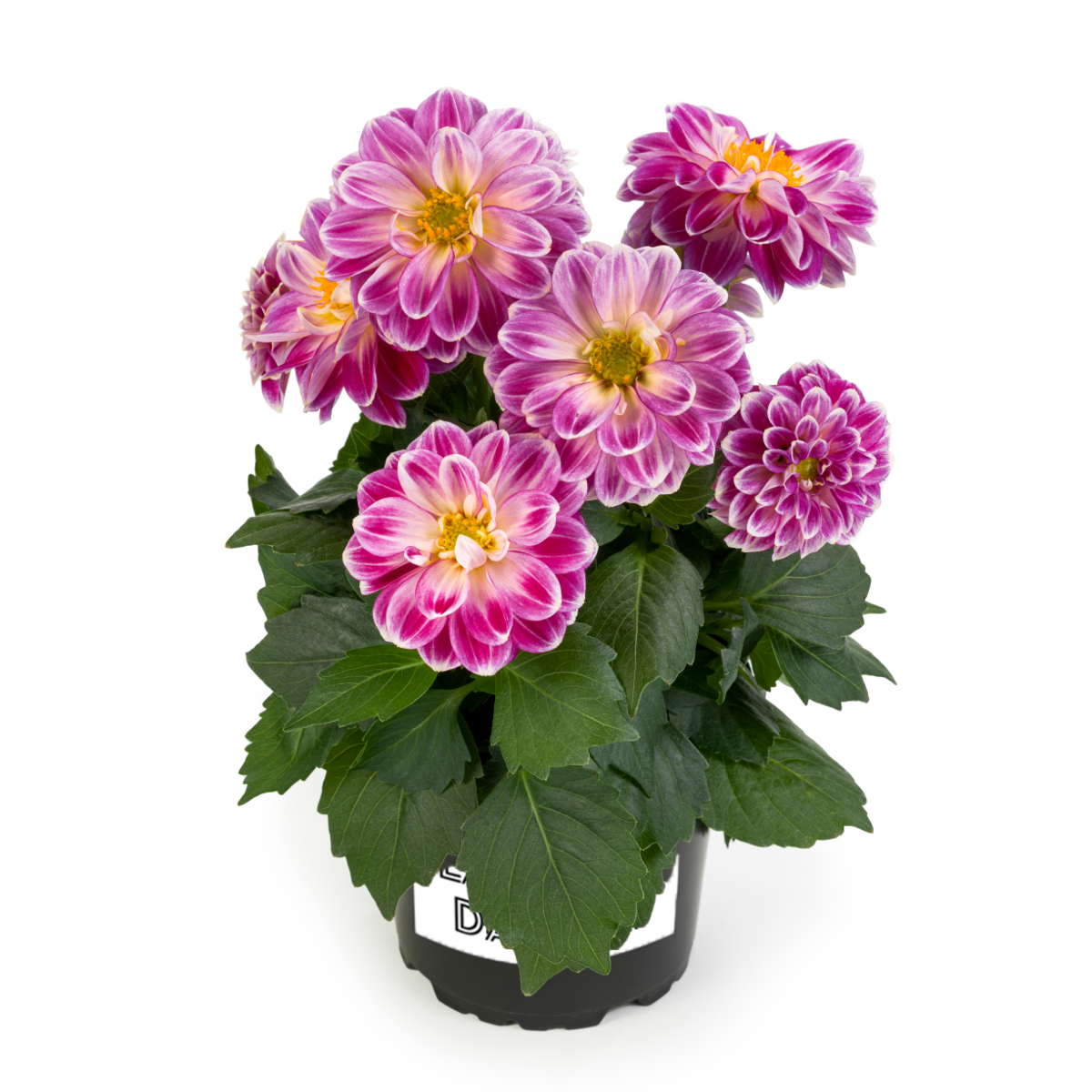 pink-flame-2733826396.webp