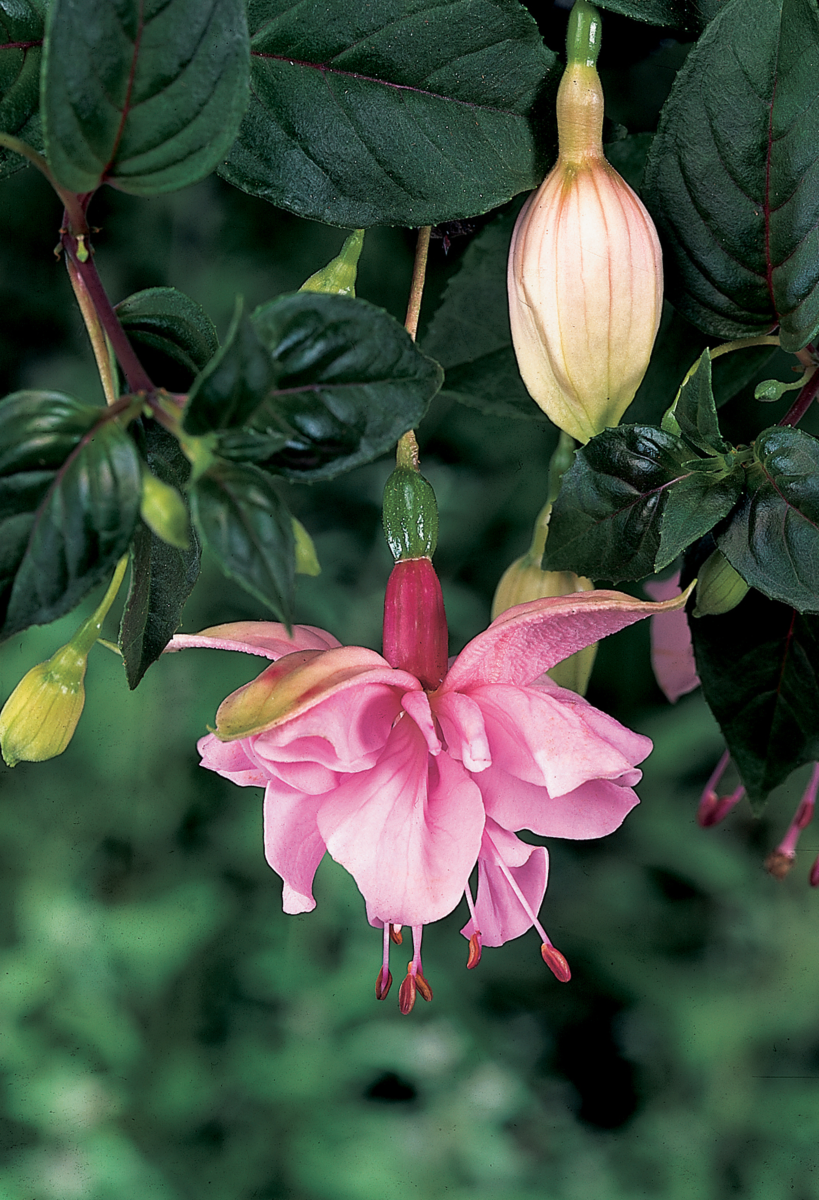pink-galore-747216634.webp