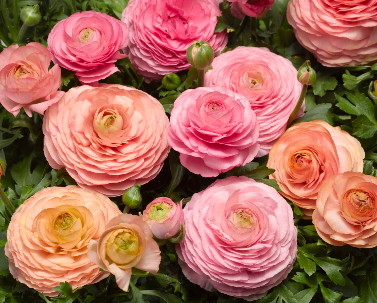 pink-peach-3197948717.webp
