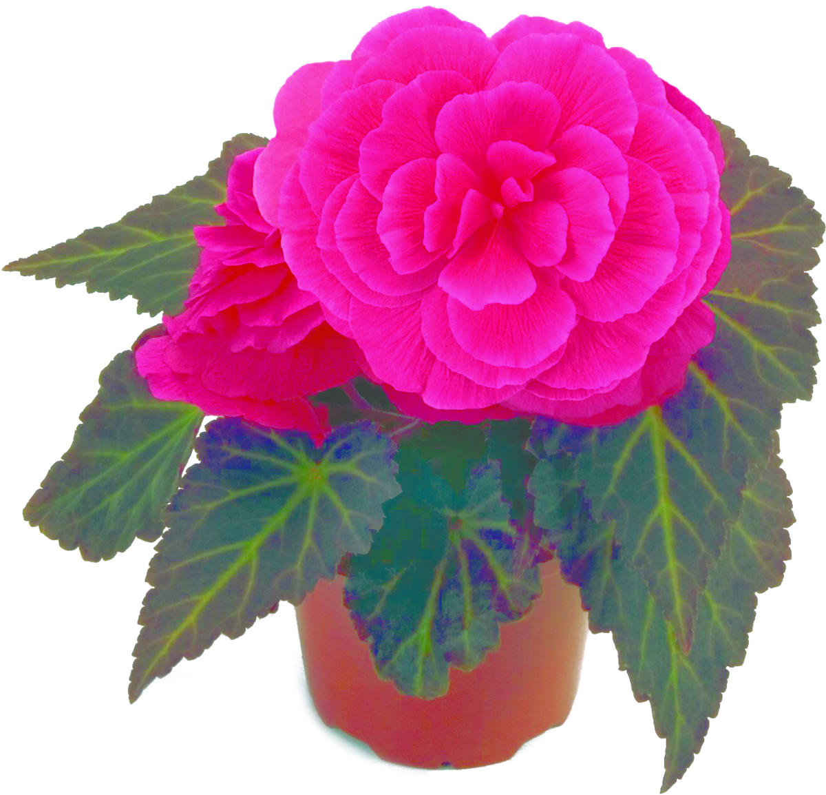 pink-shades-1477185849.webp