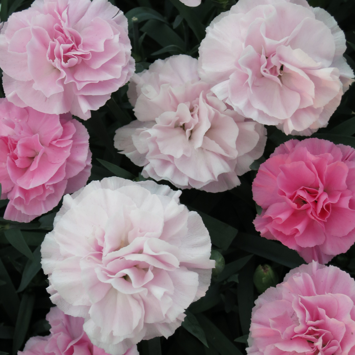 pink-to-white-1016167220.webp