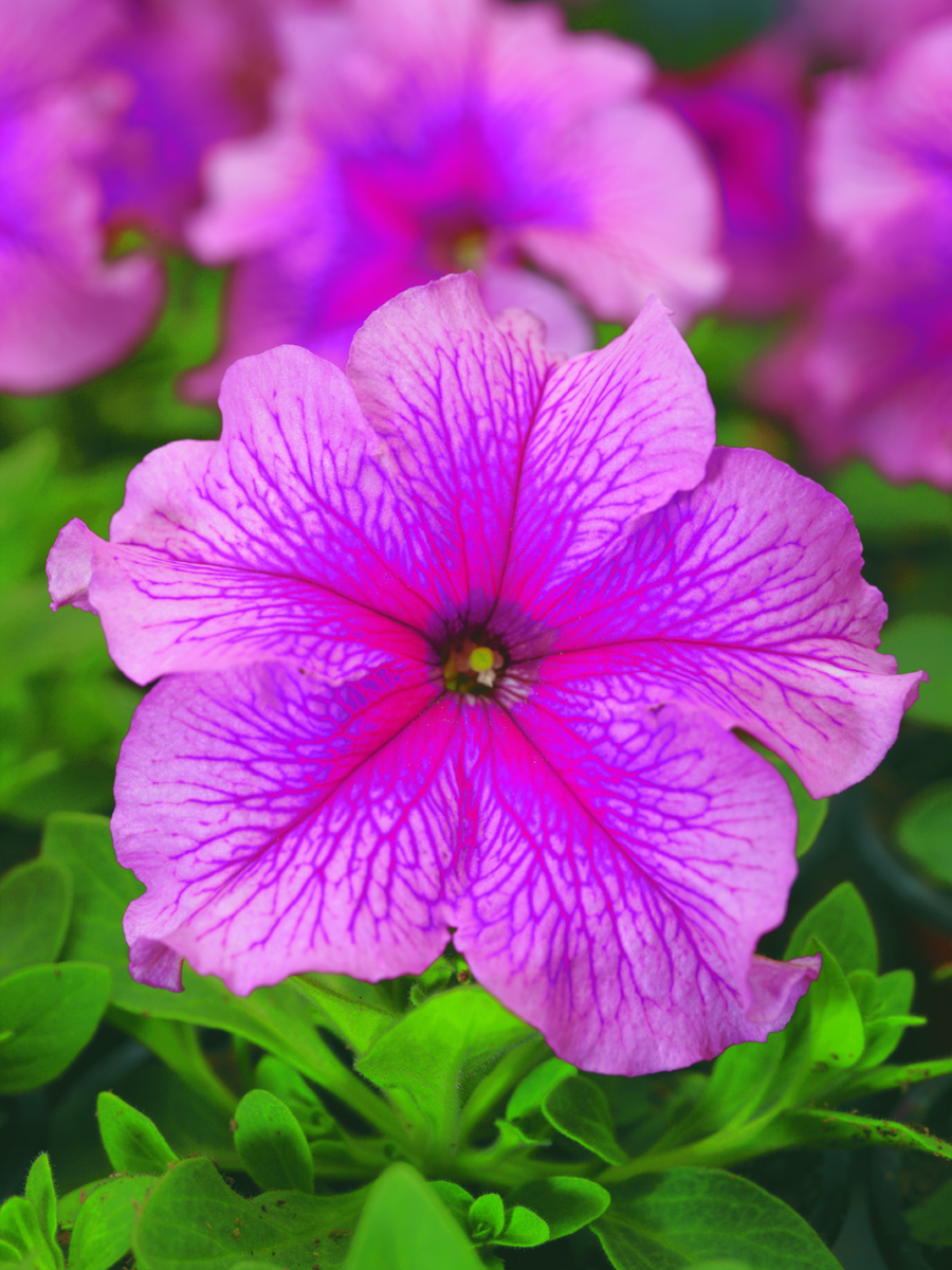 pink-veined-2466574491.webp