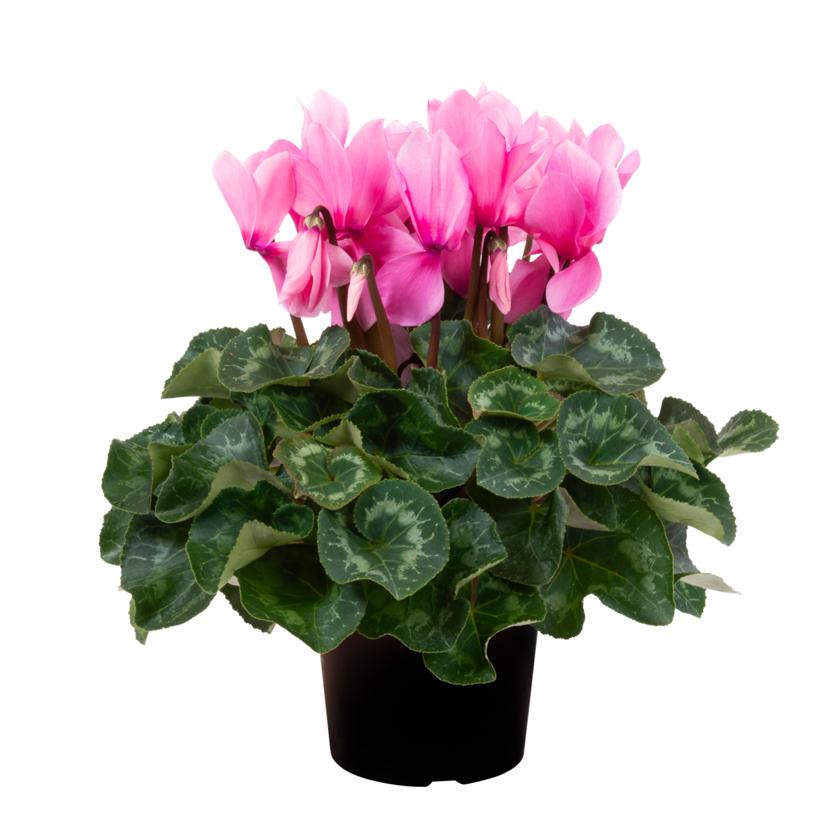 pink-with-eye-1971583204.webp