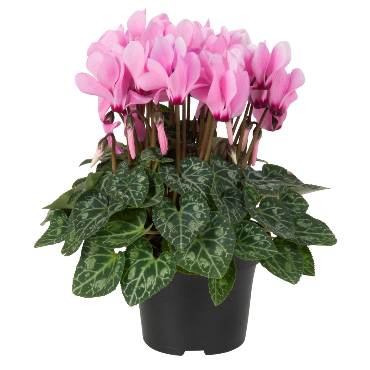 pink-with-eye-4054562111.webp