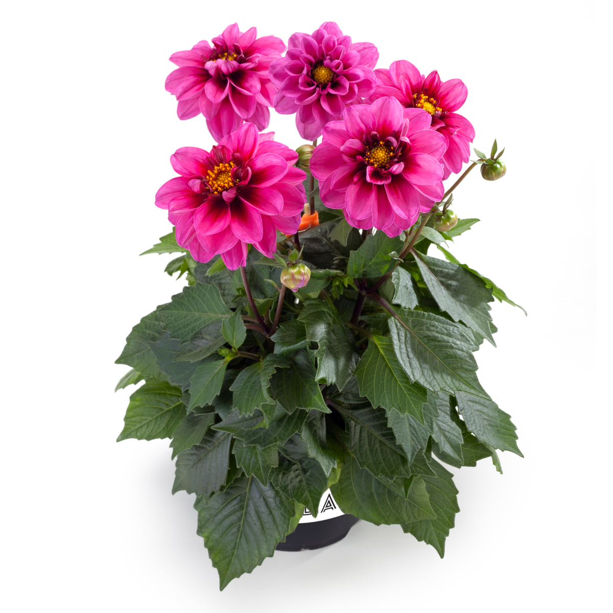 pink-with-eye-impr-434966468.webp