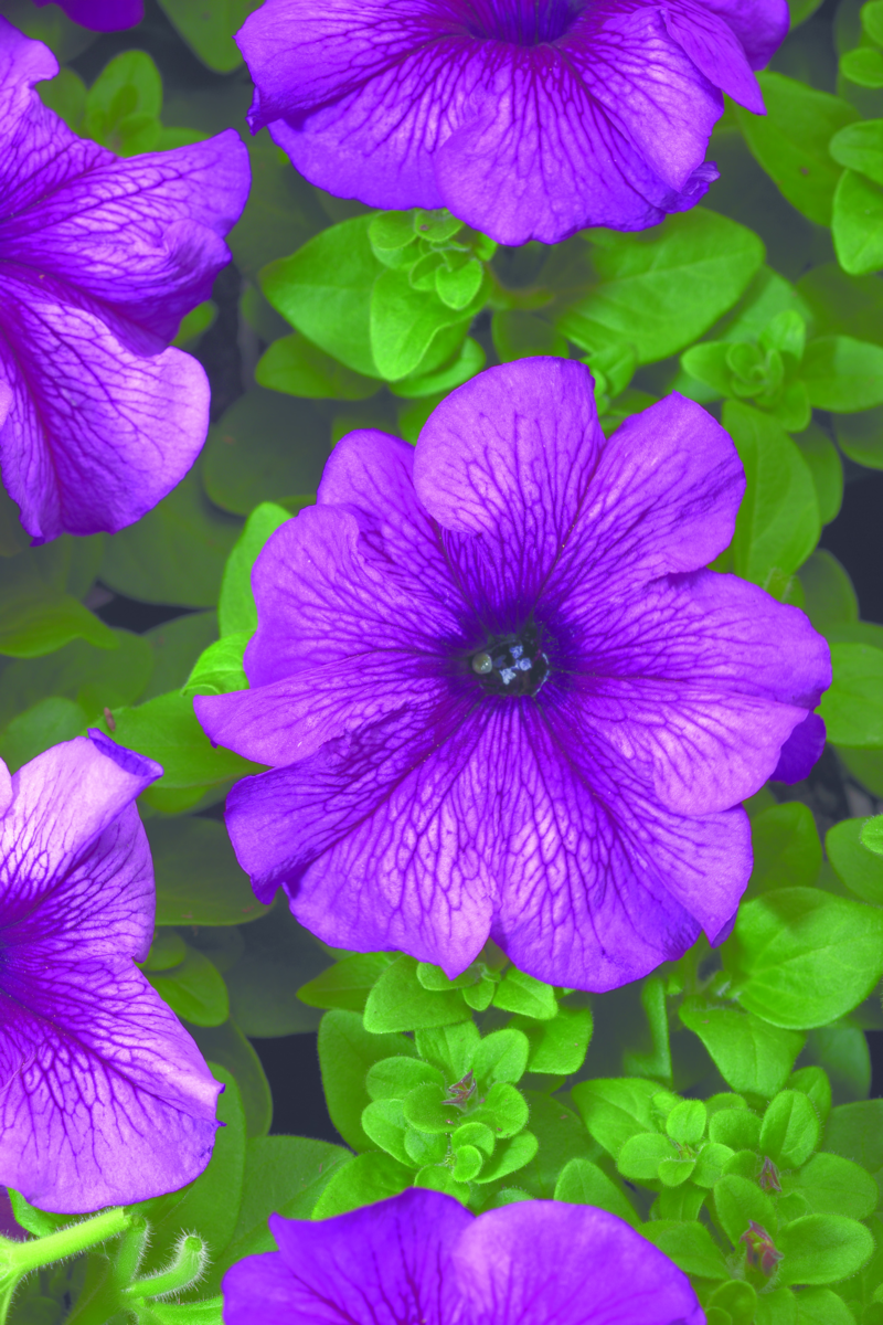 plum-2252095048.webp