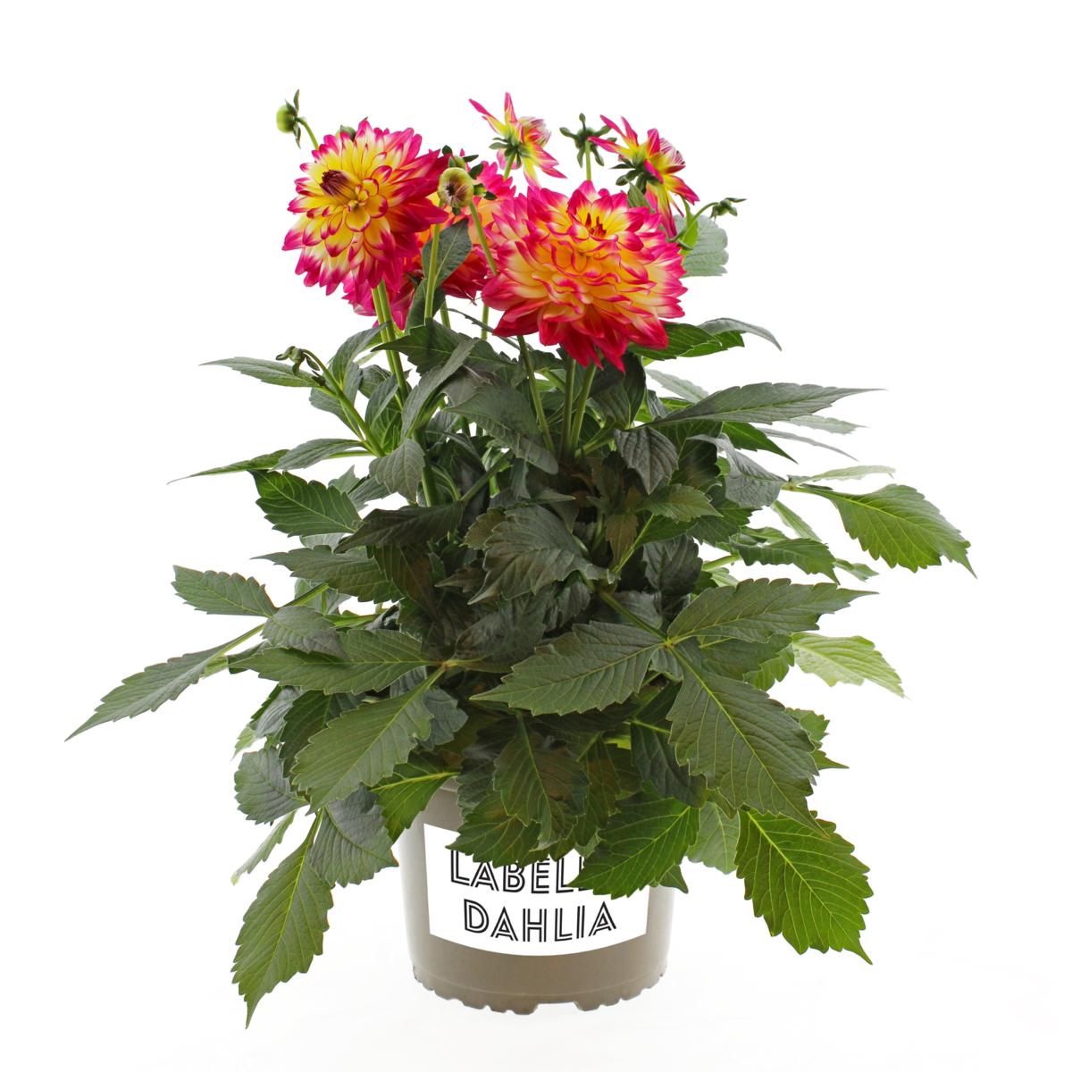 pomegranate-1191262587.webp