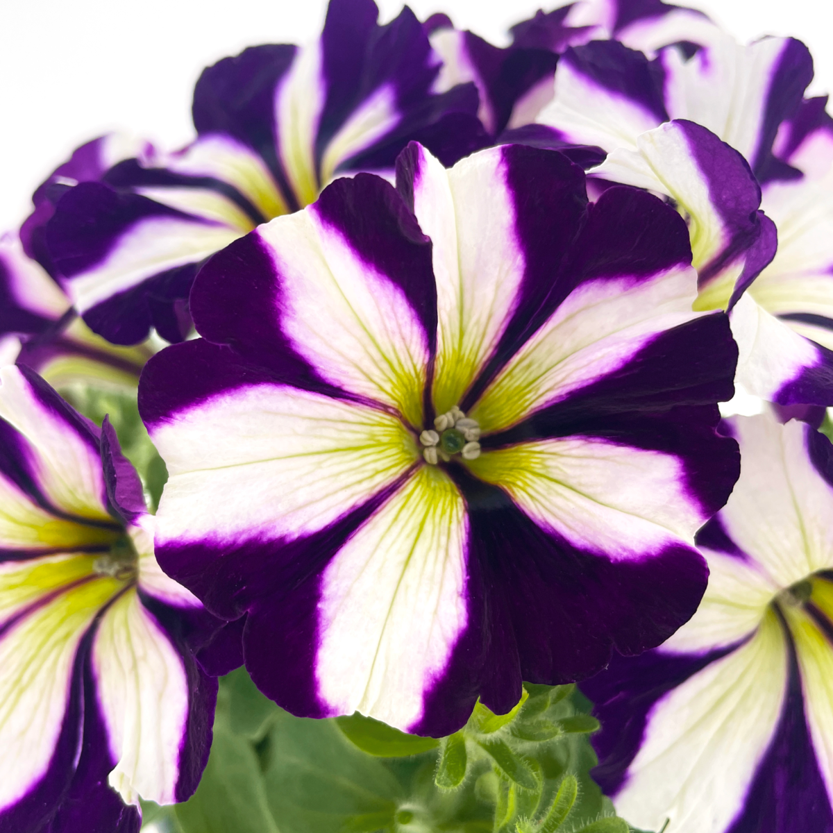 ptup-0083-1139828022.webp