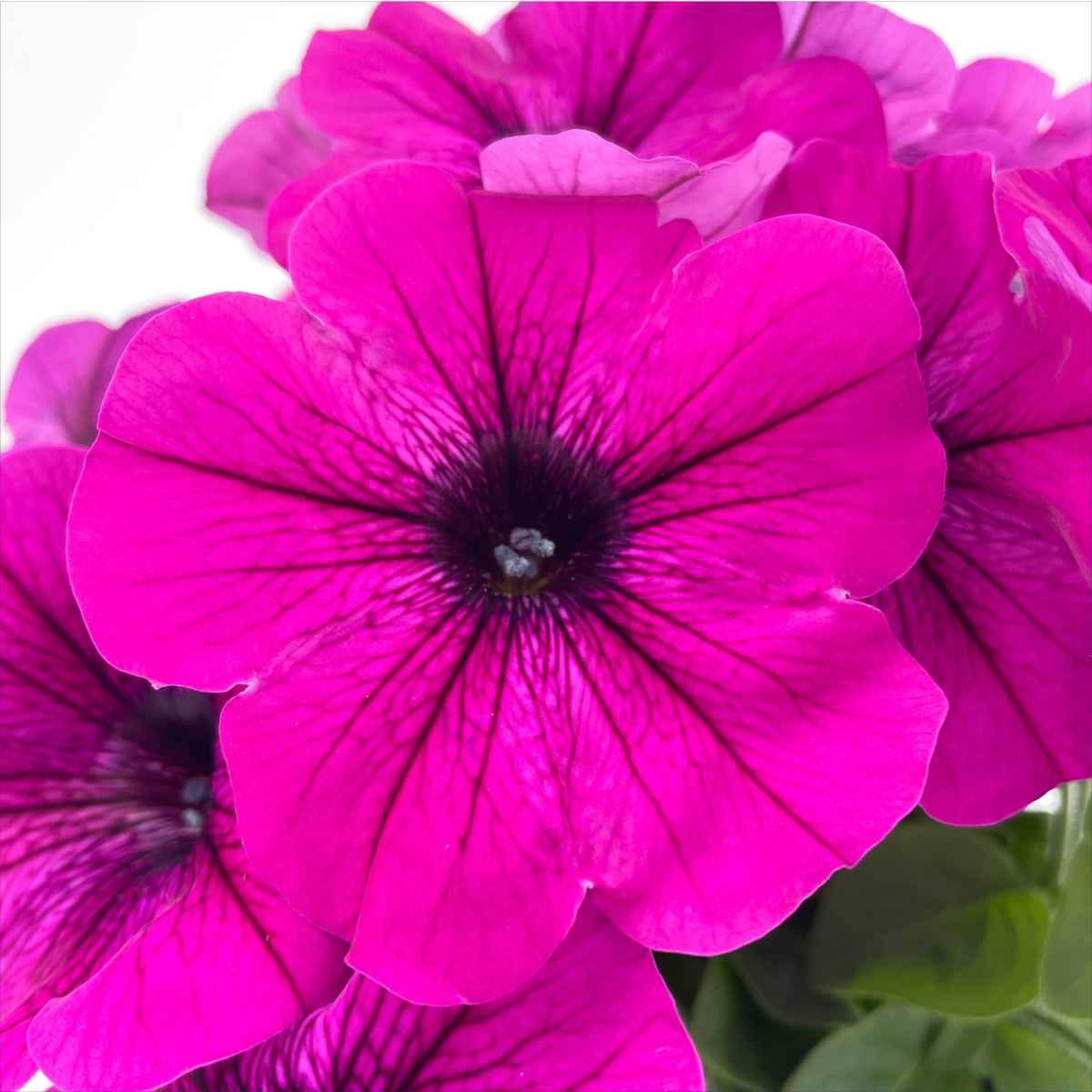 ptup-0088-1841650564.webp