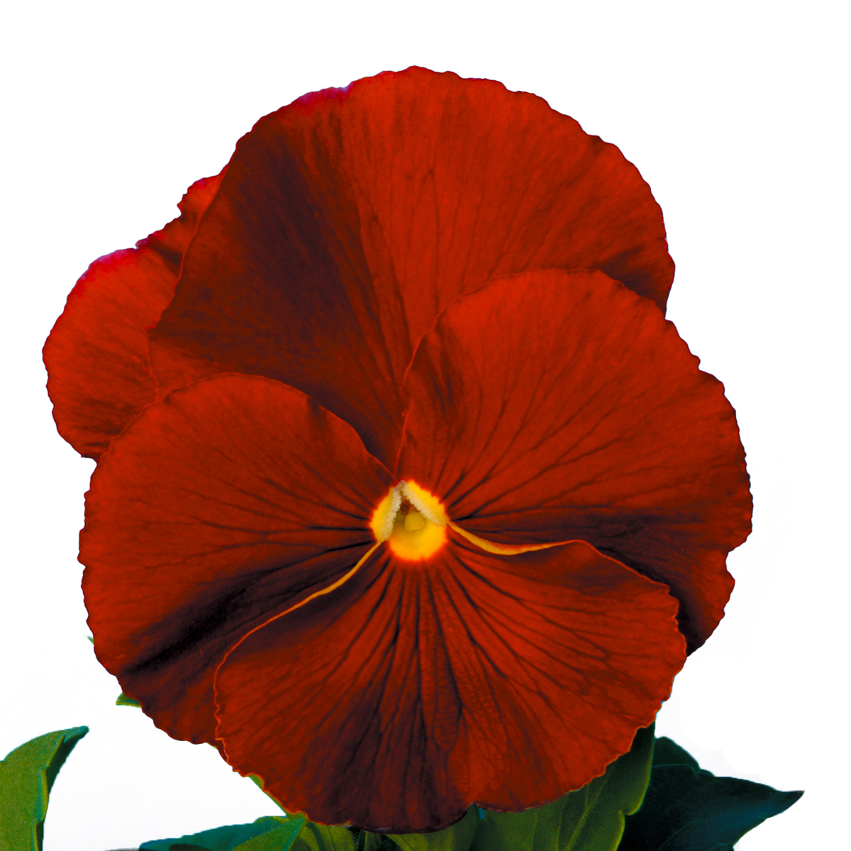 pure-red-3451433134.webp