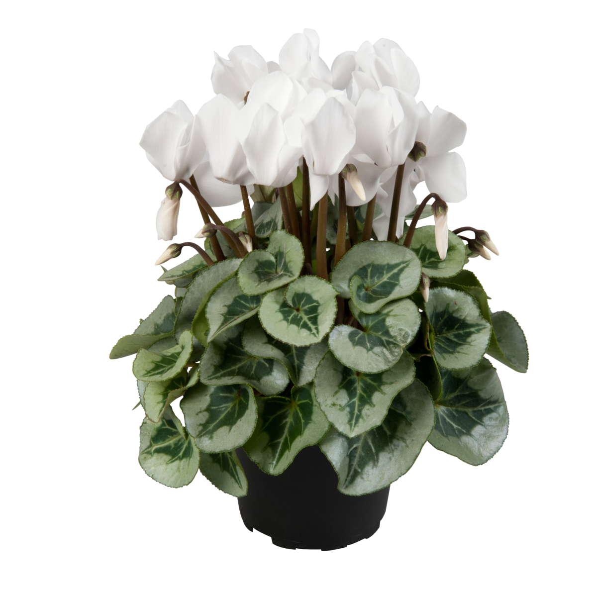 pure-white-1185669391.webp