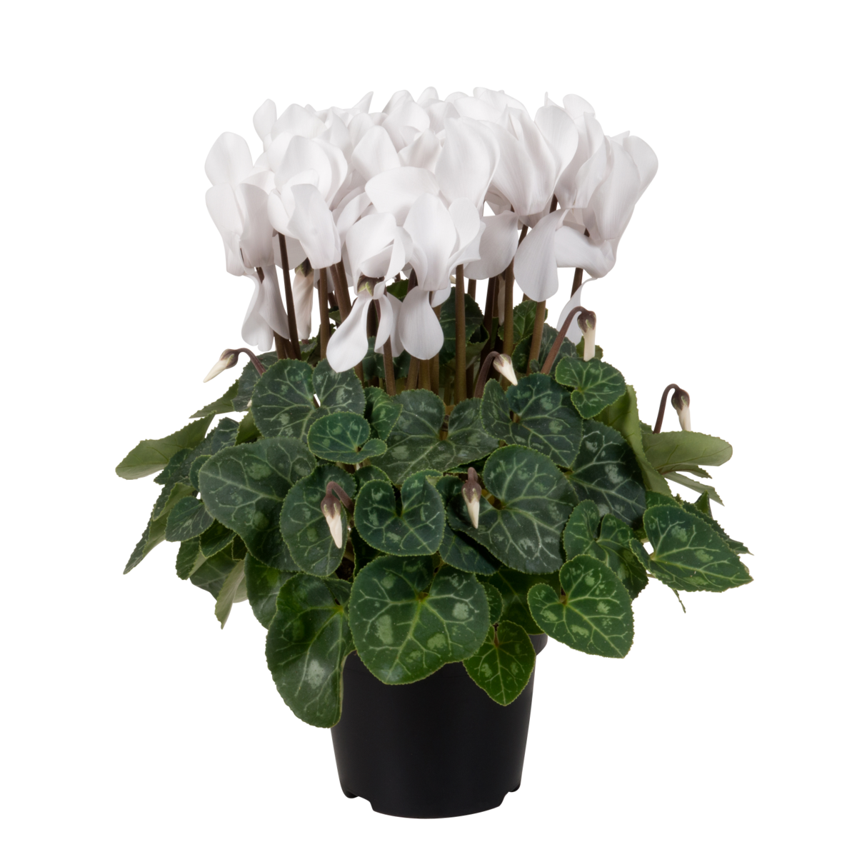 pure-white-1879835009.webp