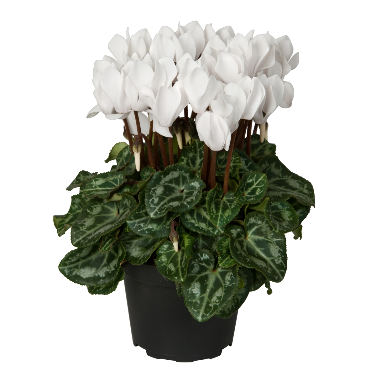pure-white-2440530564.webp