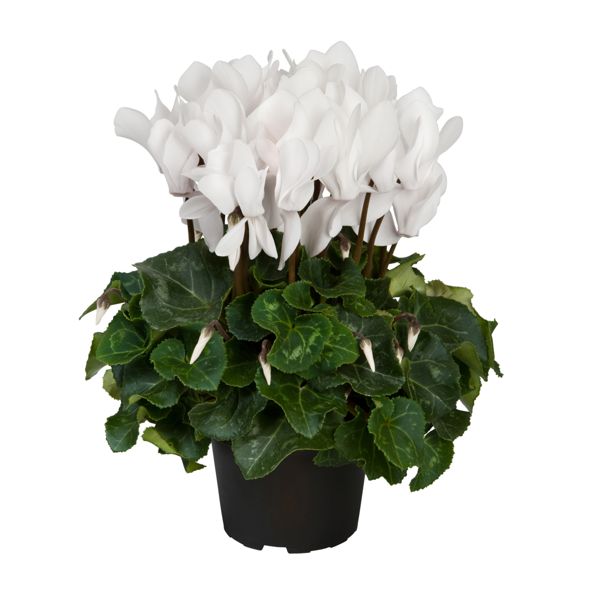pure-white-2614340679.webp