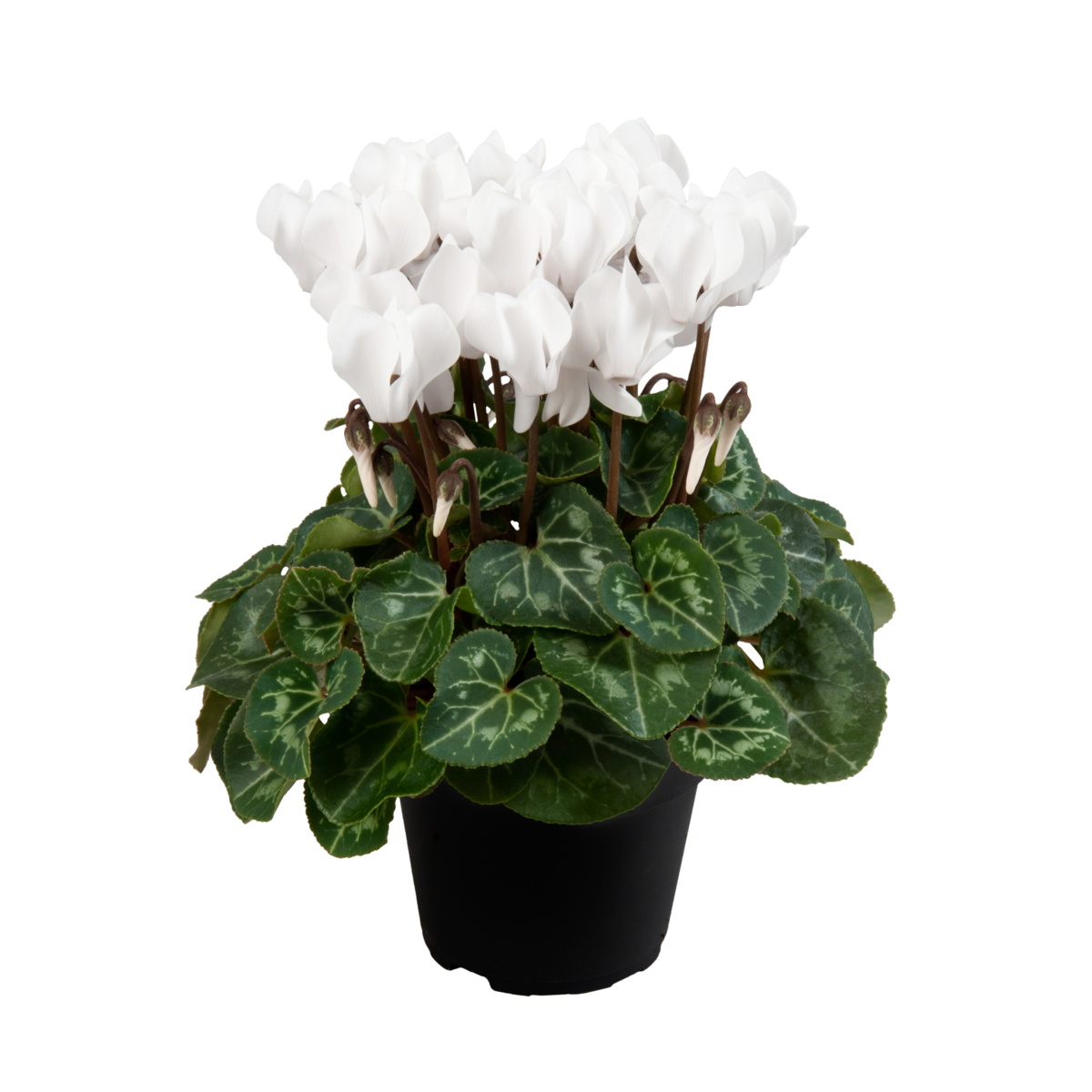 pure-white-2694555333.webp