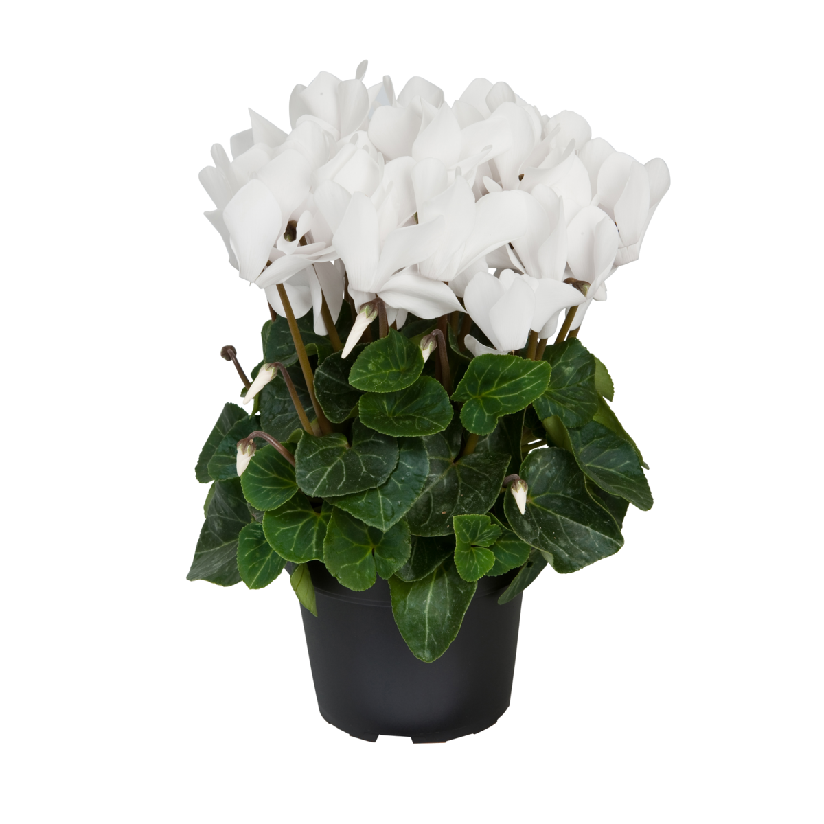 pure-white-274466344.webp